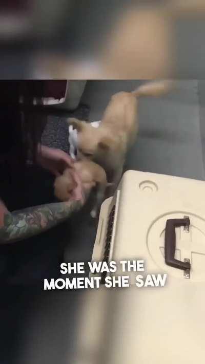 Sad Mother Dog In Shelter, Reunited With Her Puppies