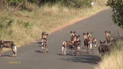 A sub-Saharan heated argument