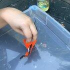 Found a tiny danger noodle in need of assistance 🐍