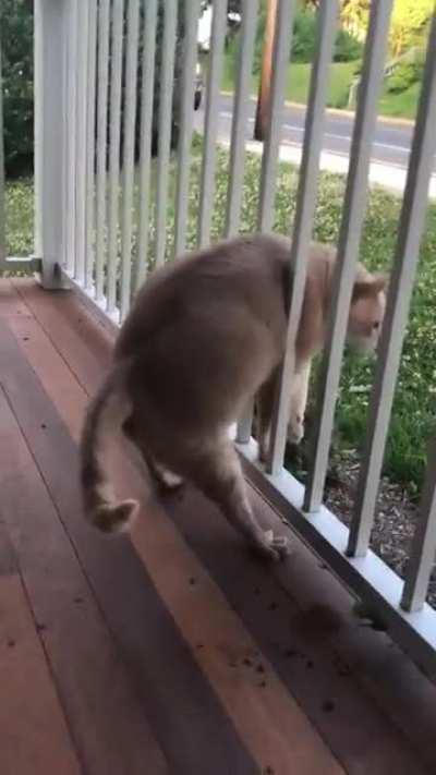 Daily struggle of chonkers.