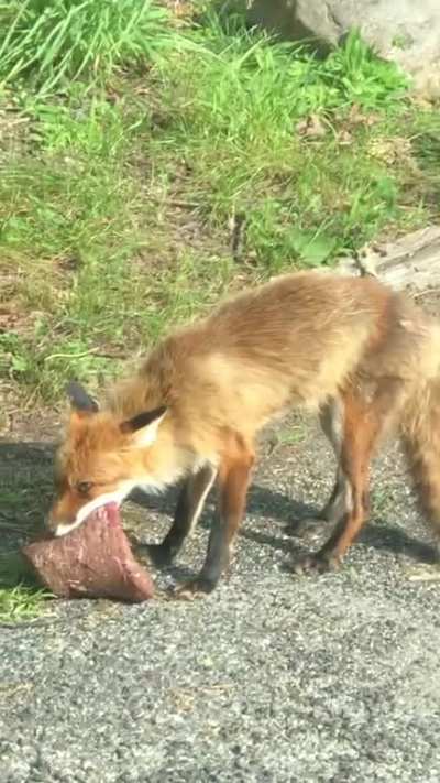 Fox steals entire steak off of grill
