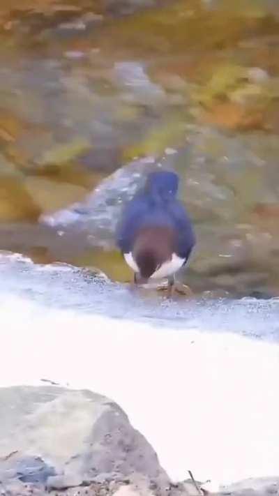 🔥Dipper bird diving into the cold stream hunt..