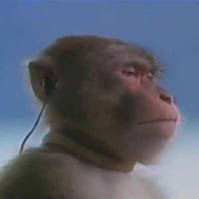 SímioLoL após o término... Eu sei como você se sente cara... (leva no meme isso ae mucão)