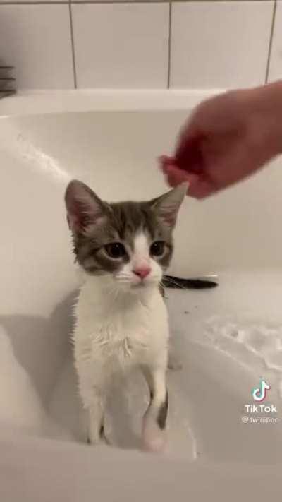 These kitties getting all clean