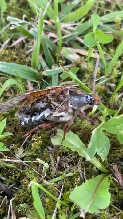 I found a zombie Cockchafer in my backyard.