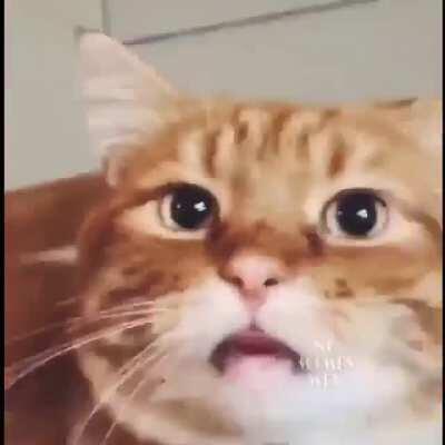 Yuumi after you eat her adc alive and she gets unattached.