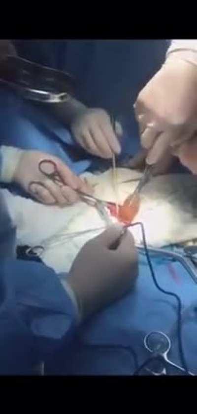 Достают питона из тела жертвы