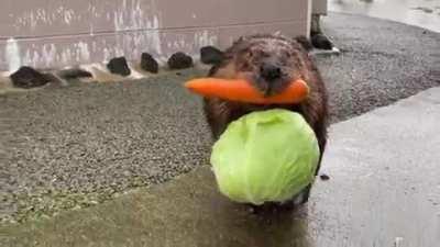 Когда решил не брать тележку