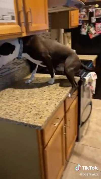 Yes, he was raised with cats. See their approval of his learning-to-cat at the end.