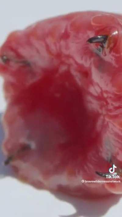 Venomous worm with fangs