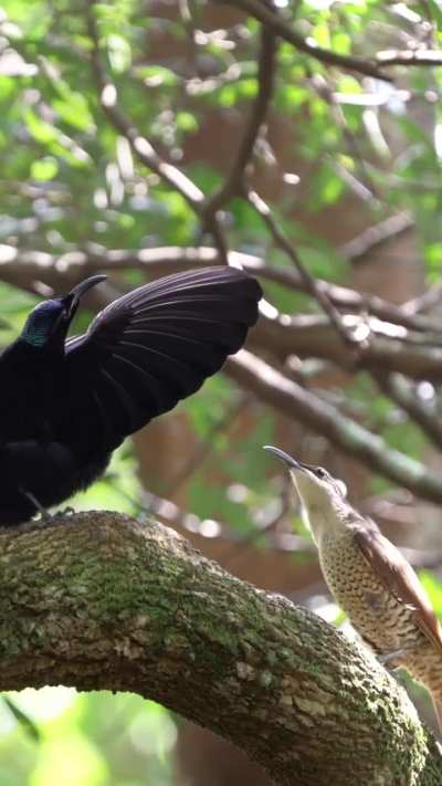 Paradise Riflebird Display (Sony a1+ 200-600mm)