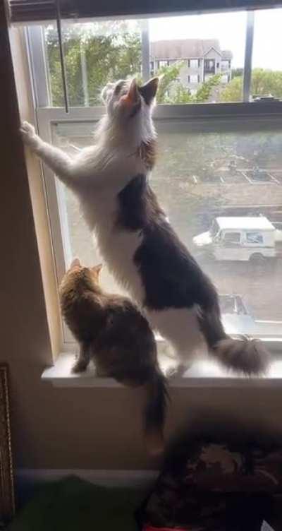 My UNIT towering over his elder of 2 years.