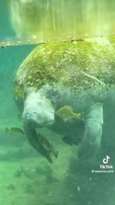 This absolute unit of a Manatee