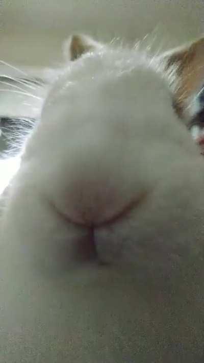 I love the view.. (me lying down and mocha sitting on my chest)