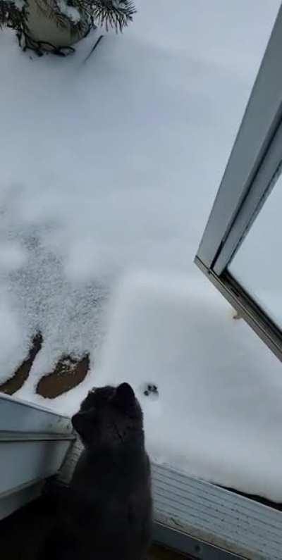 Raven has been yelling at me all morning to go outside after we got 3+ inches of snow last night. She doesn't understand what snow is.