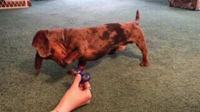Dog tries to figure out how to use that thing