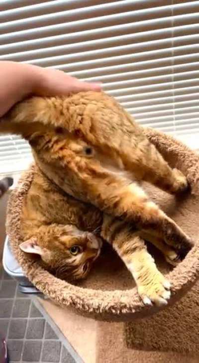 Peter is an orange mix and this is how he likes to be pet when he’s in his cat tree