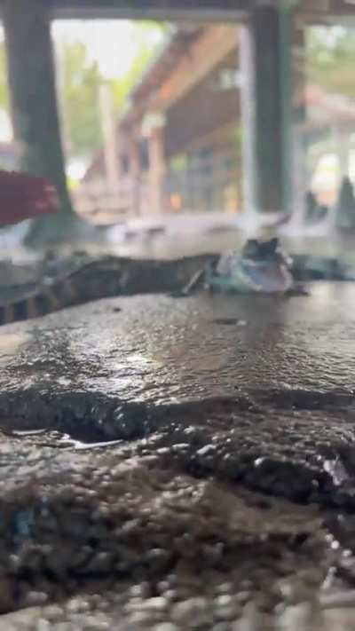 A lot of small and cute aligators