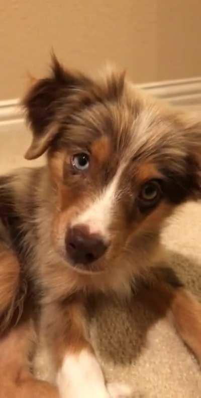 Brought home a toy aussie