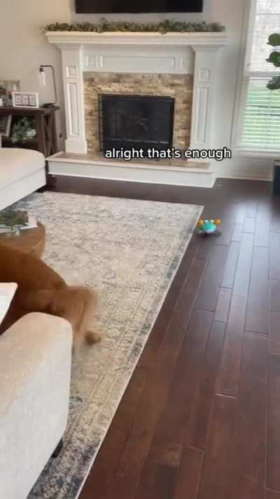 Enjoy time with your pet