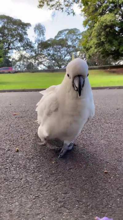 澳大利亚的来说说是不是到处都是这种友好鸟鸟