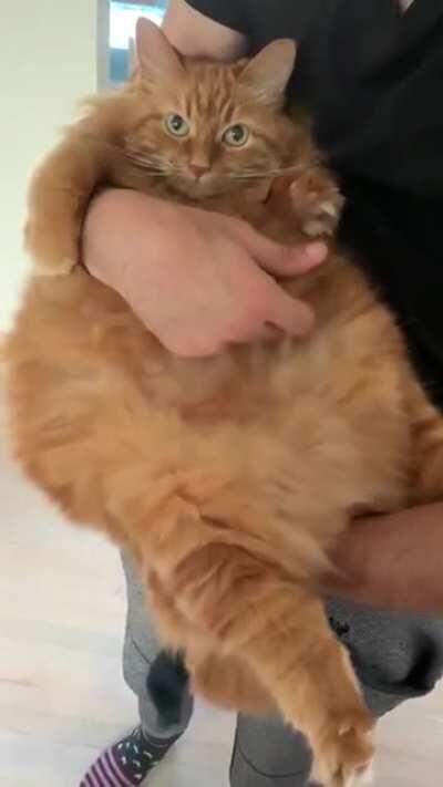 My chonky but happy floof