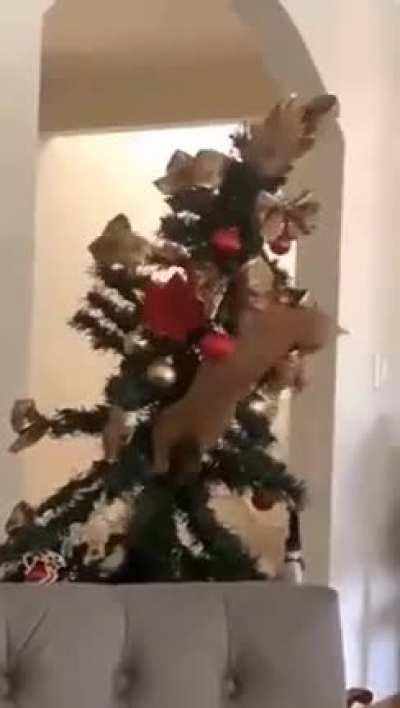 To decorate Christmas tree 🌲