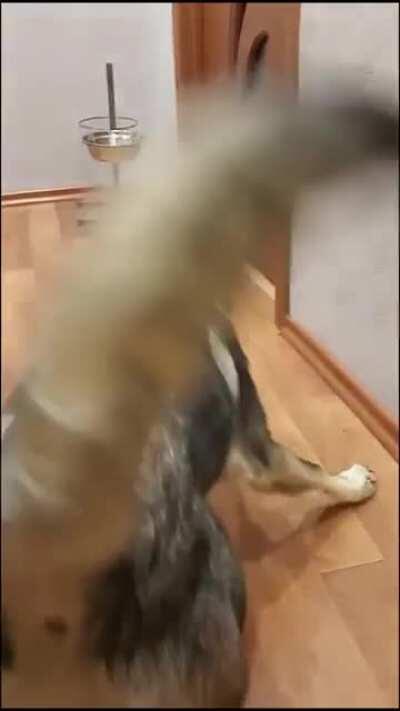 Don't mess with evil puss!