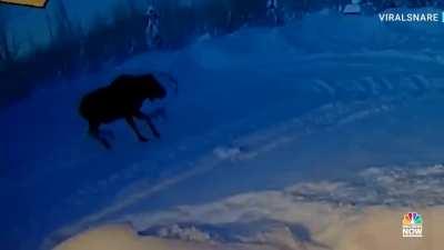 🔥 members of the deer family—including its largest member, the elk—drop their antlers, which are not fully fused to their skulls. male elk lose their antlers in winter, as it is the end of the mating season