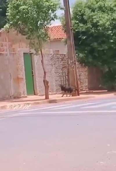 This little dog can really jump!