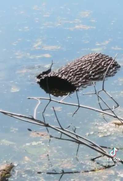 Gosh that sunny spot looks nice