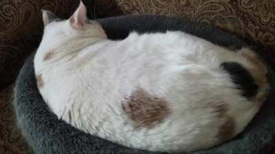 Happy kitty, sleepy kitWHAT THE HELL HUMAN