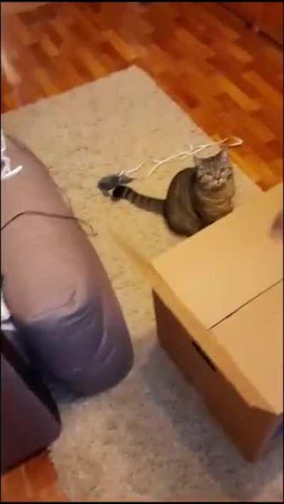 It's time for some real cat traps