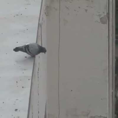 Video Credits - @mememazjid (insta)