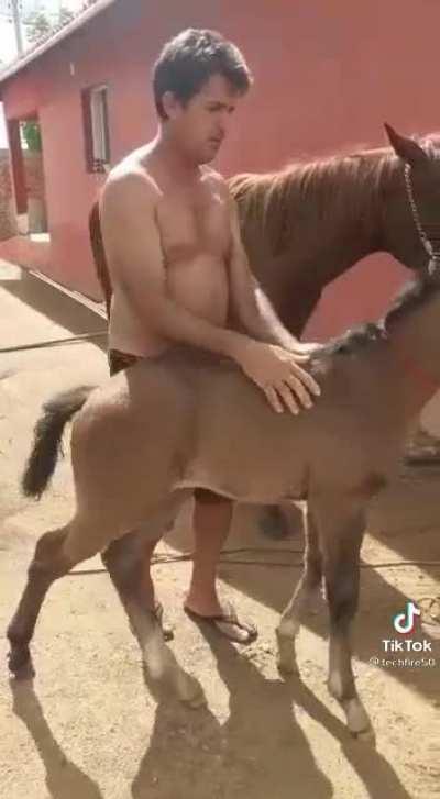 Como castrar um animal de maneira rápida