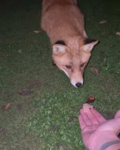 I just hand fed a fox I’ve been trying to gain the trust of for months. Leicester, UK.