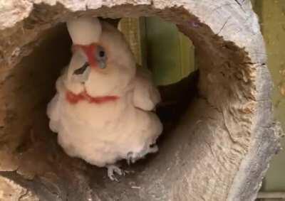 Oscar would like to say Hello