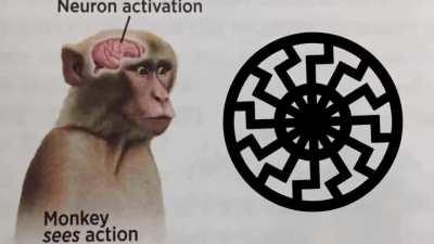 Neuron Activation