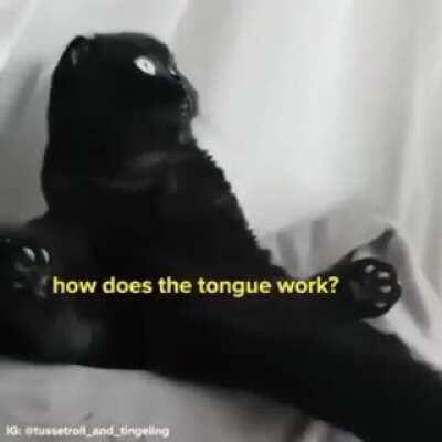 A Cat Has A Monologue