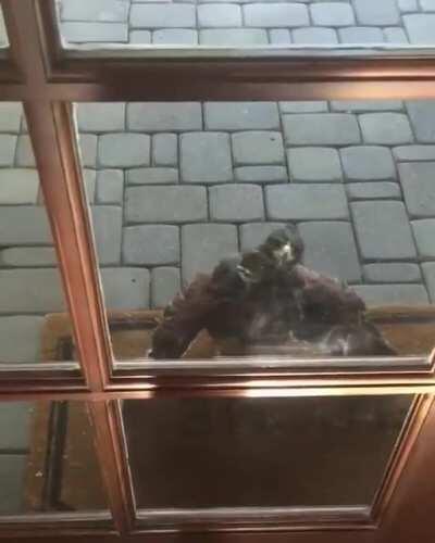 open the door! I need to rip a vein out of your neck. j/k. I want to eat your dog.