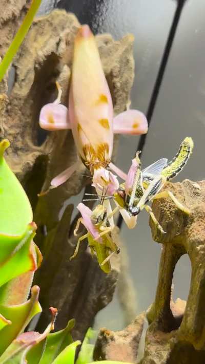 My Carnivore Queen can‘t get enough.