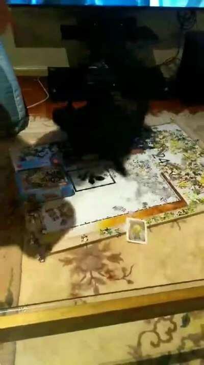 Our cat isn't a fan of puzzles