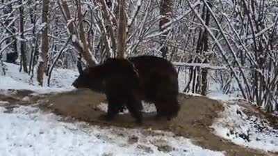 After 20 years of captivity in a small cage at a zoo in Piatra-Neamț, Romania, the bear Ina, freed now, still lives in an imaginary cage.