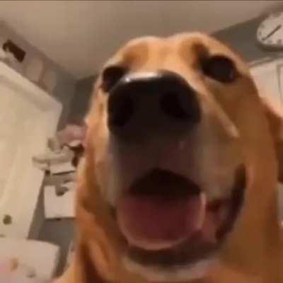 rodentintercourse - Video #6499