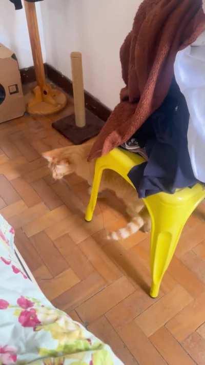 Is it really a whole braincell?