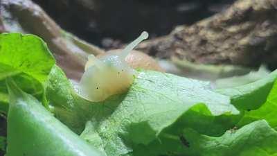 I found out my snail has little tiny fingers for a mouth today.