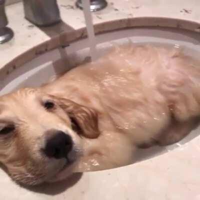 This pup is living it’s best life