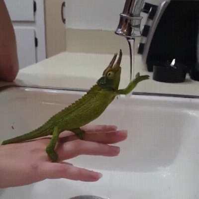 This chameleon is fascinated by the water tap