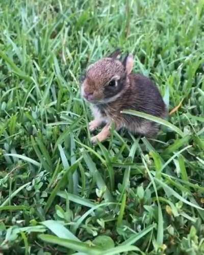 Those bunny hops are so kawaii!