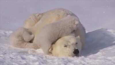 🔥 Worn out momma polar bear dealing with her cubs 🔥